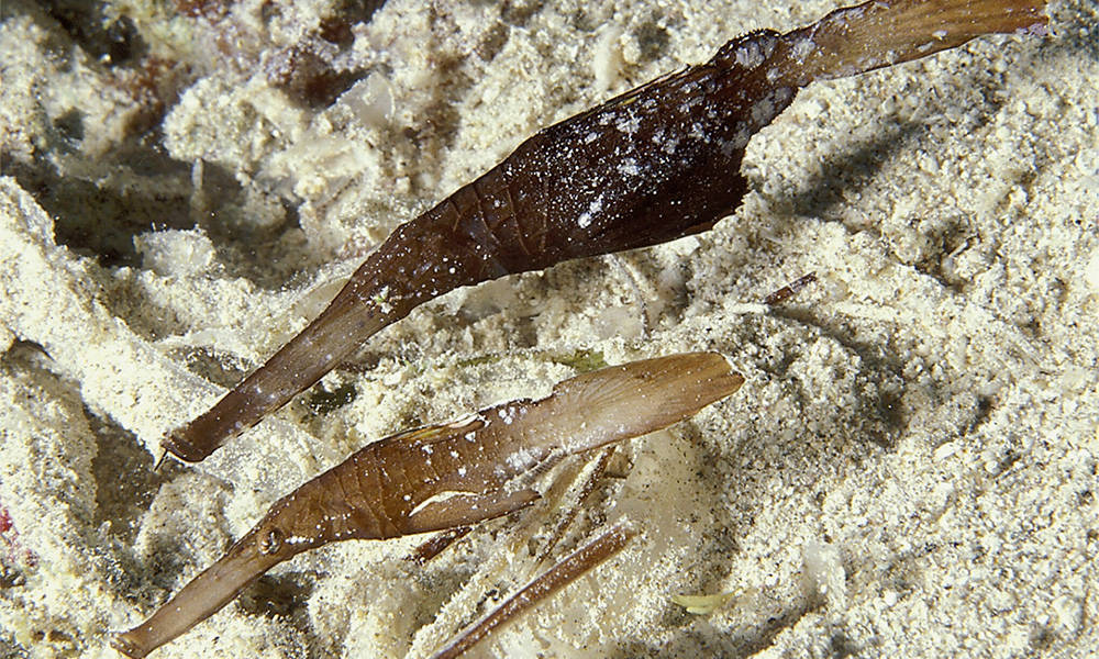 Solenostomidae