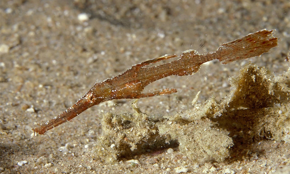 Solenostomidae