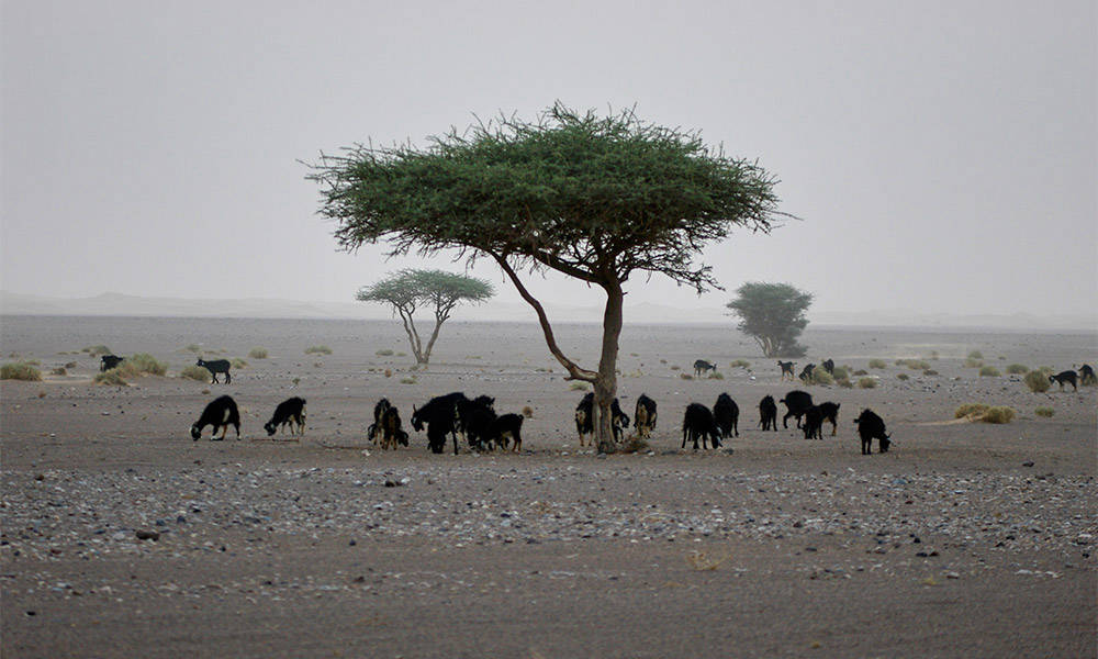 Erg Chebbi