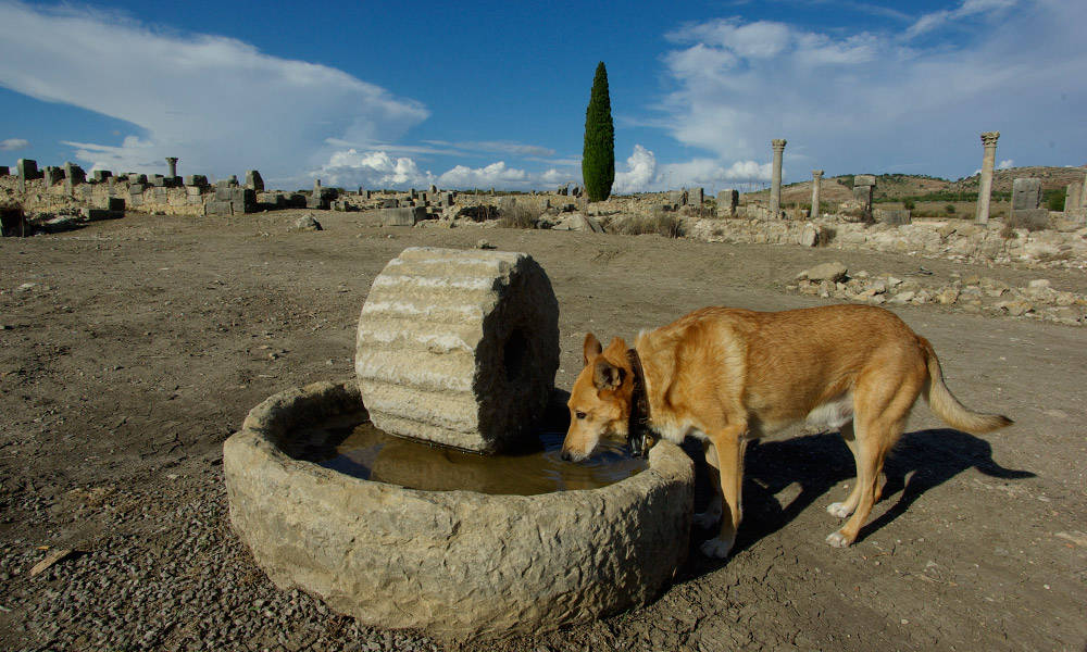 Volubilis