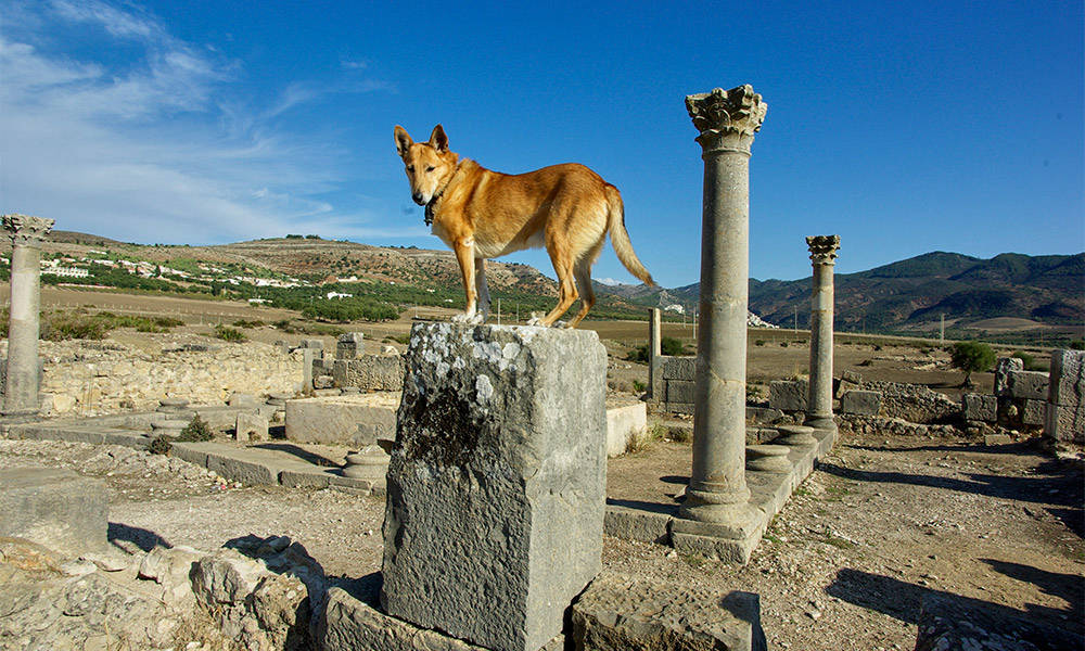 Volubilis