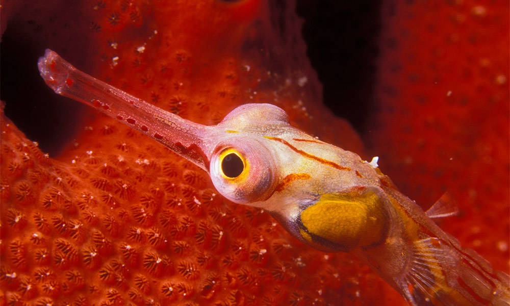 Rotes Meer Makro