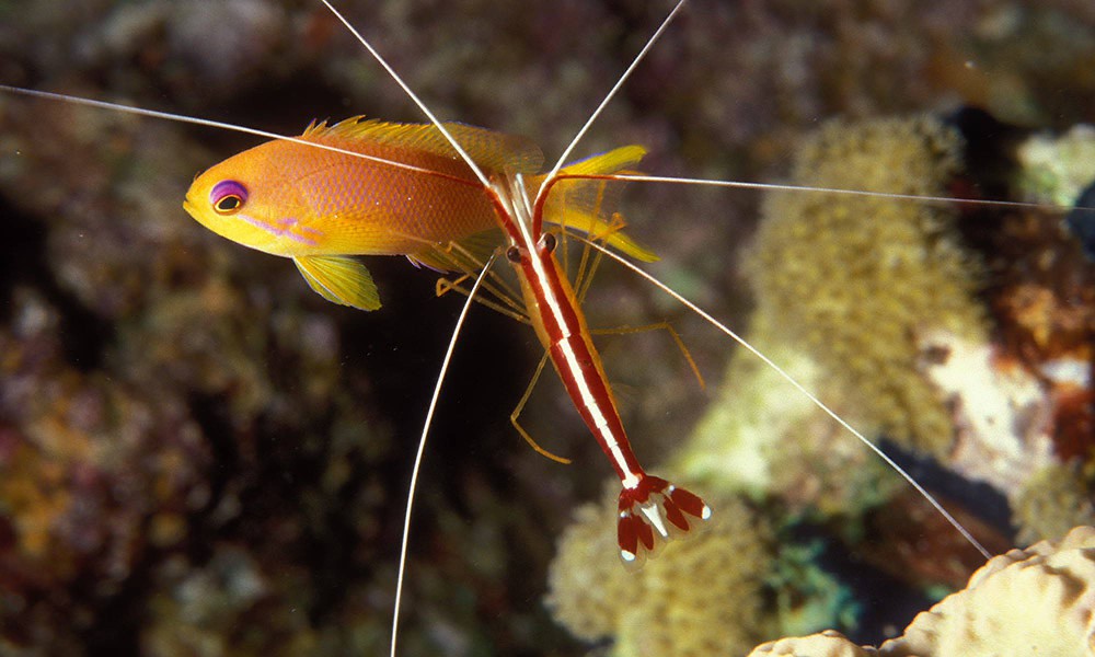 Rotes Meer Makro