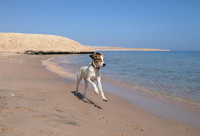 Lucy am Strand