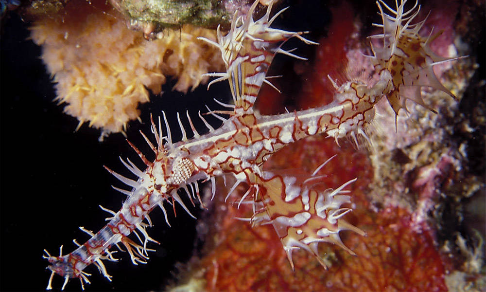 Rotes Meer Makro