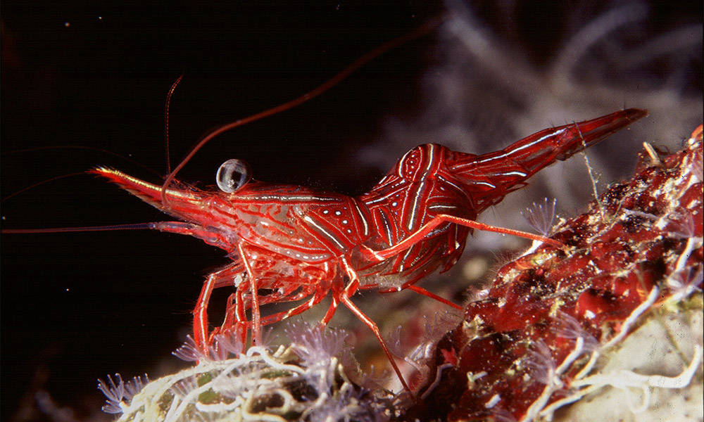 Rotes Meer Makro