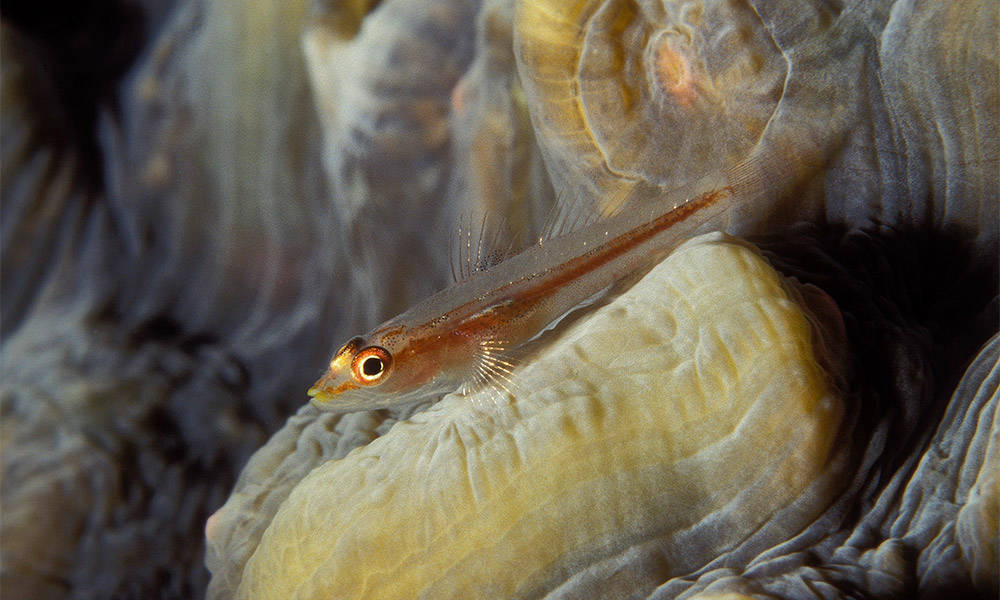 Rotes Meer Makro