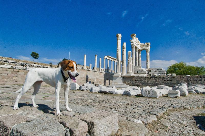 Bergama, Lucy