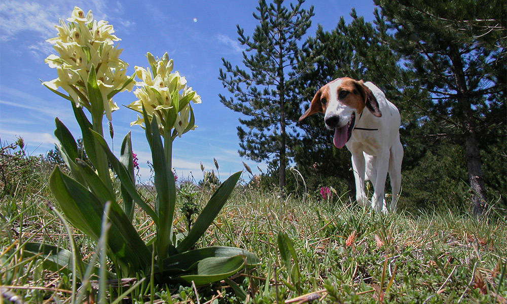 Lucy und Knabenkraut