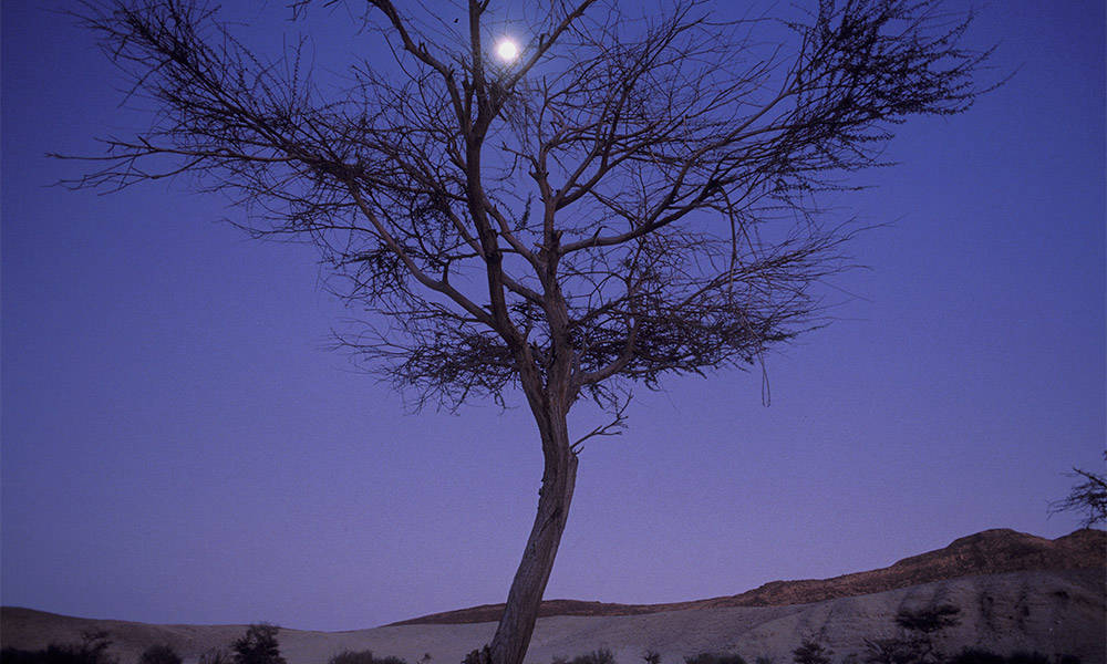 Wadi Ghazala