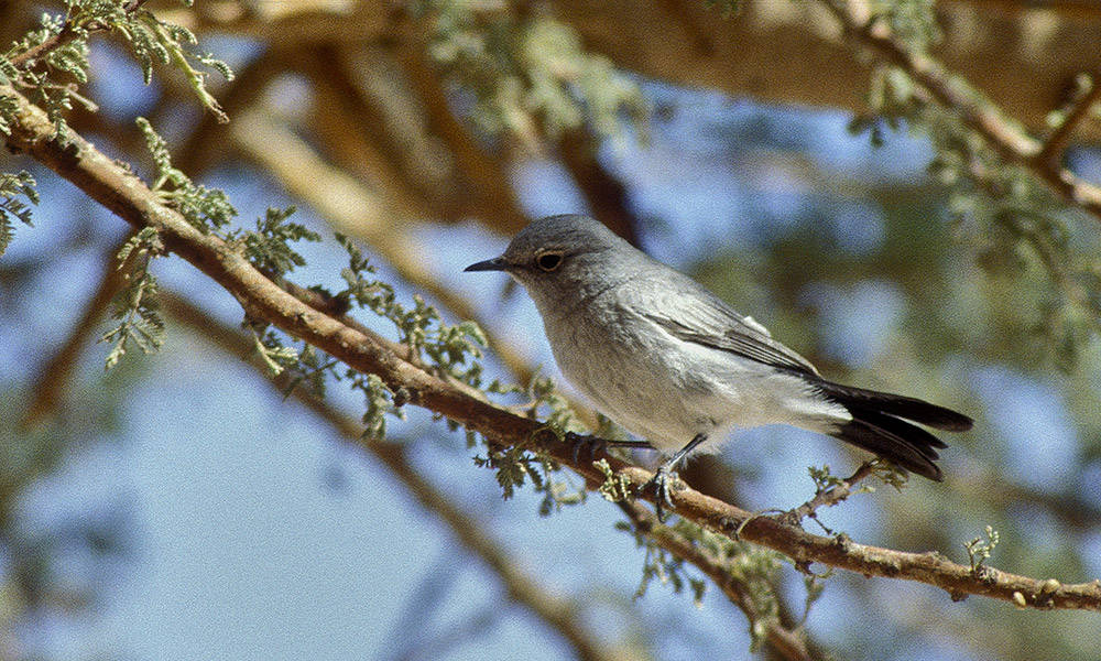 Wadi Roabiye