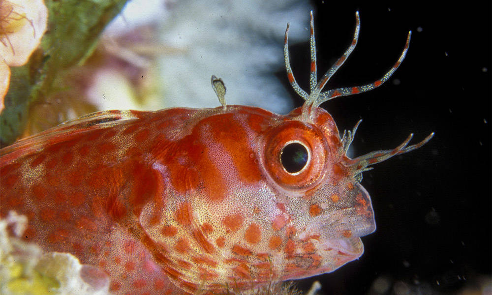 Rotes Meer Makro