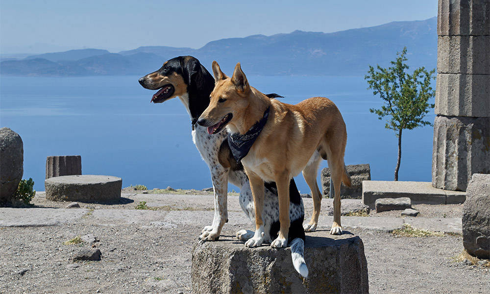 Assos