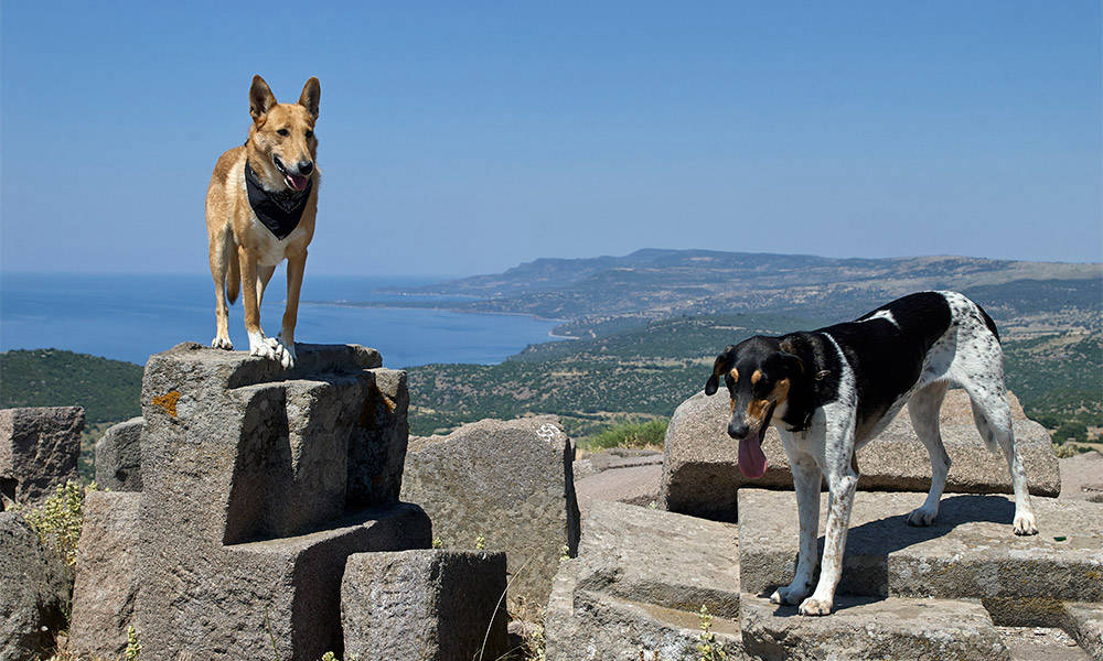 Assos