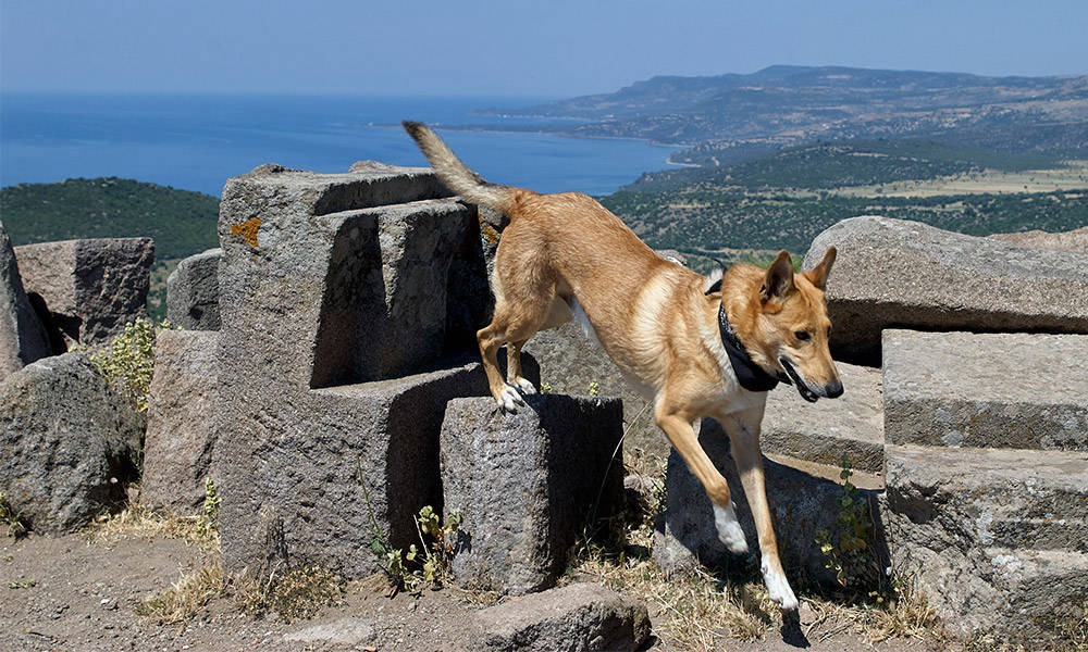 Assos