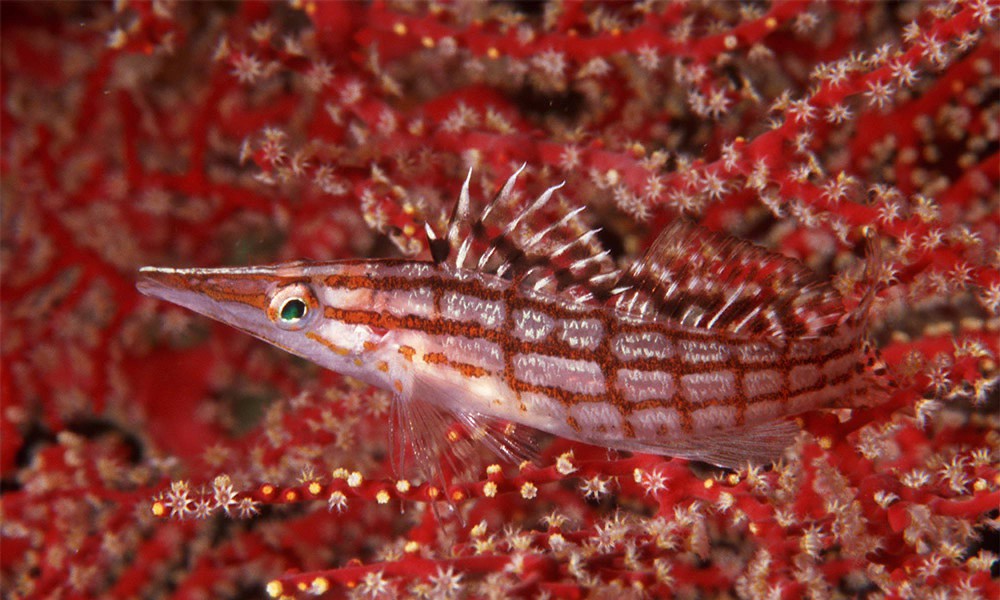 Rotes Meer Makro