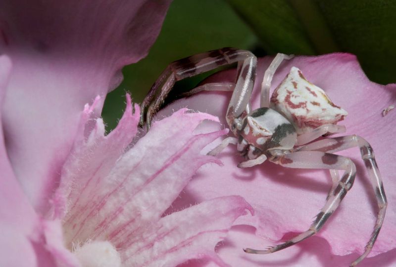 Makro-Fotografie