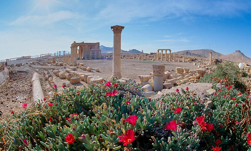 Palmyra