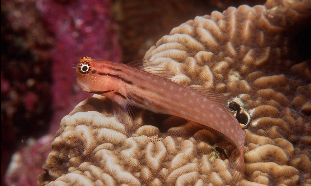 Rotes Meer Makro