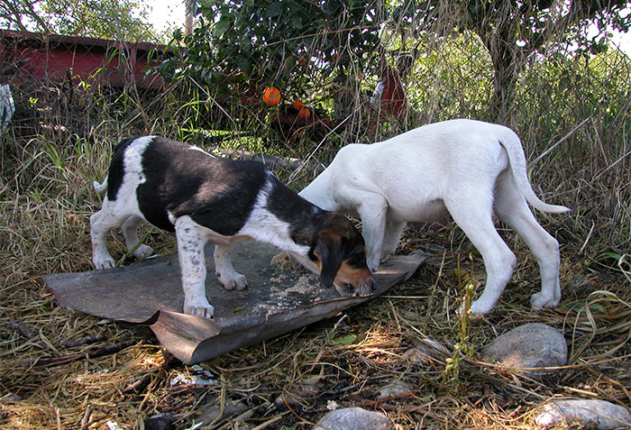 Abendessen für zwei Hunde