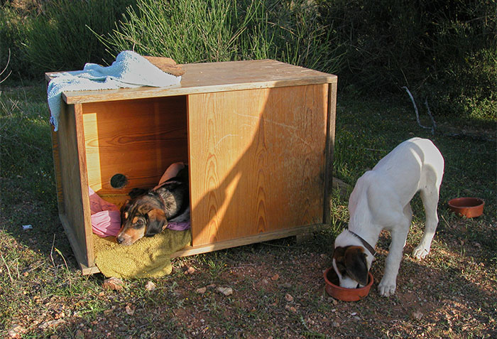 Hundehütte