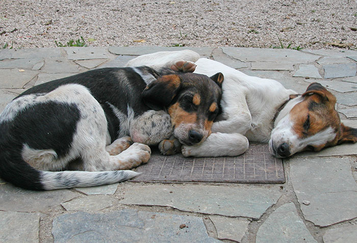 Lucy und Lara schlafend