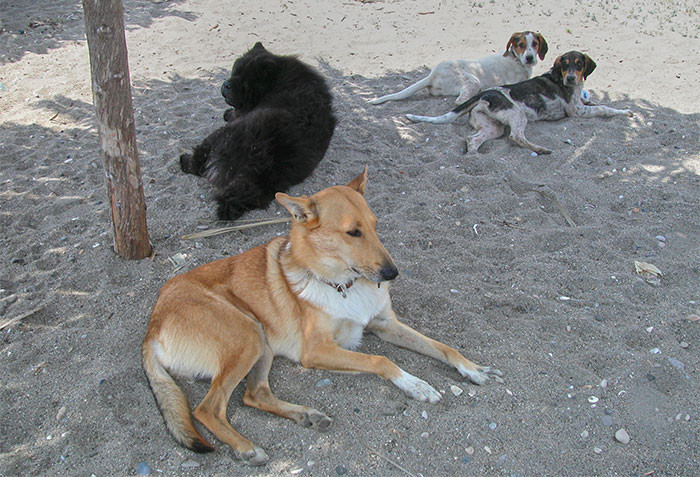 Wir Hunde am Strand