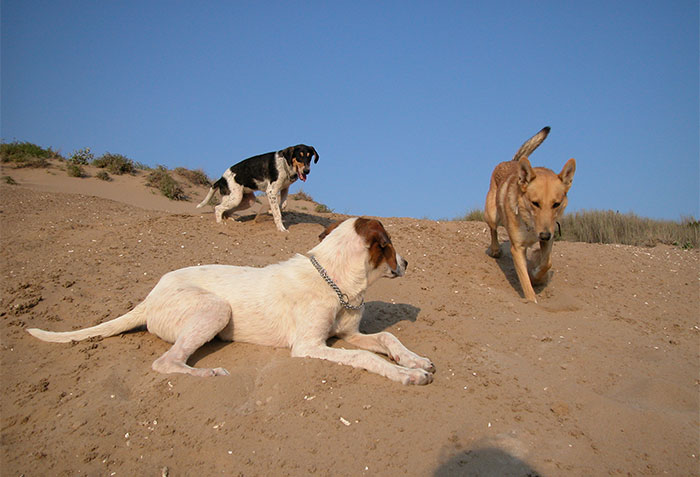 in den Sanddünen 