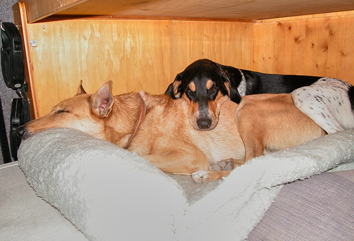 Ari und Lara im Hundebett