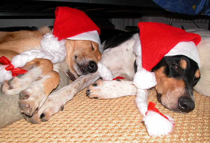 Ari und Lara im Weihnachtsdress