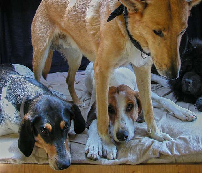 unsere Hunde im Campingbus auf der Fähre